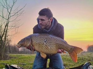 Common Carp