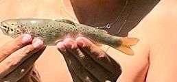 Rainbow Trout