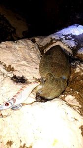 Common Cuttlefish