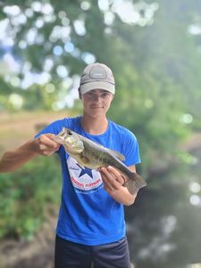 Largemouth Bass