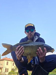 Common Carp