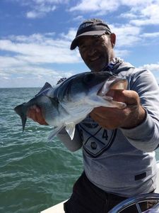 European Bass (Seabass)