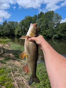 Chub