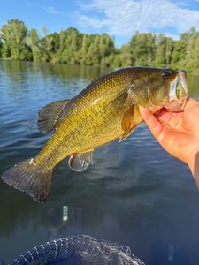 Largemouth Bass