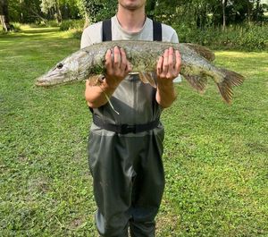 Northern Pike