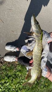Northern Pike