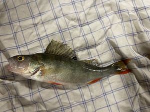 European Perch