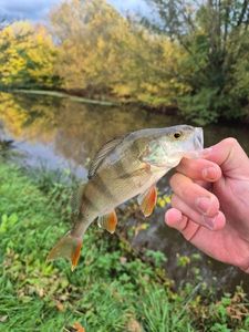 European Perch