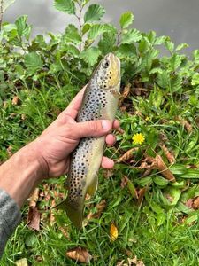 Brown Trout