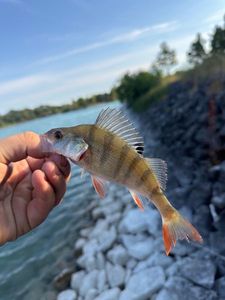 European Perch