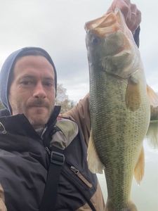 Largemouth Bass