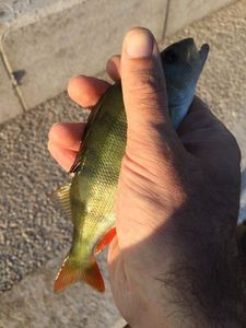 European Perch
