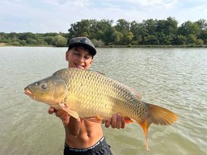 Common Carp