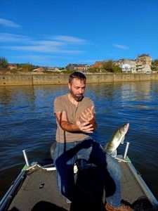 Roundjaw Bonefish