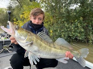 Zander