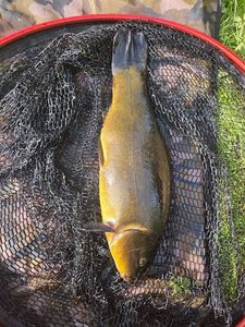 Tench