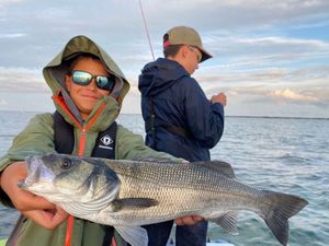 European Bass (Seabass)