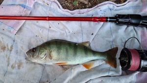 European Perch