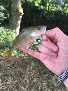 European Perch