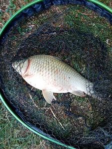 Crucian Carp