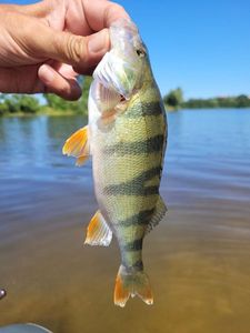 European Perch
