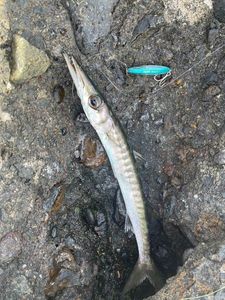 Great Barracuda