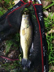 Largemouth Bass
