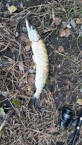 Northern Pike