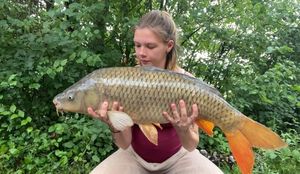 Common Carp