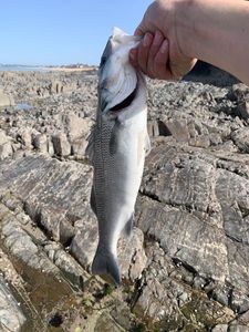 European Bass (Seabass)