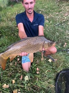 Common Carp