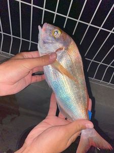 Common Pandora