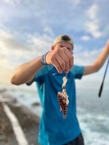 Ballan Wrasse