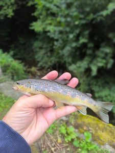 Brown Trout