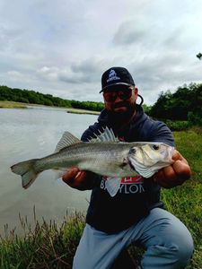 European Bass (Seabass)