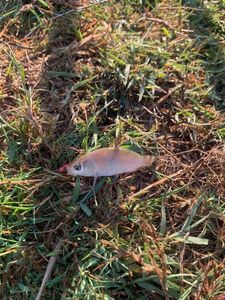 Roach