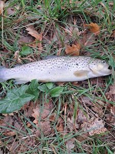 Brown Trout