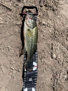 Largemouth Bass