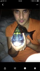 Gilthead Seabream