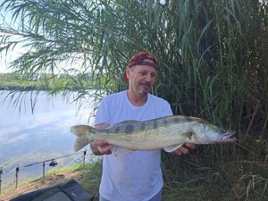 Zander