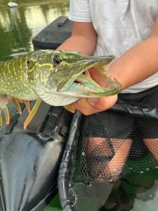 Northern Pike