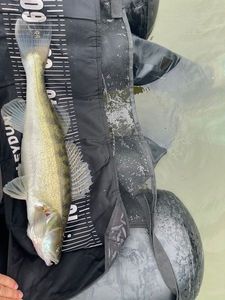 Zander