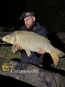 Common Carp