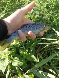 Brown Trout