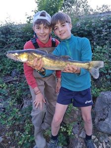 Zander
