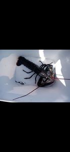 European Lobster