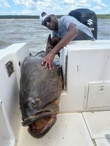 Goliath Grouper