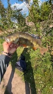 European Perch