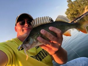 European Perch