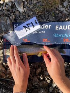 Arctic Char